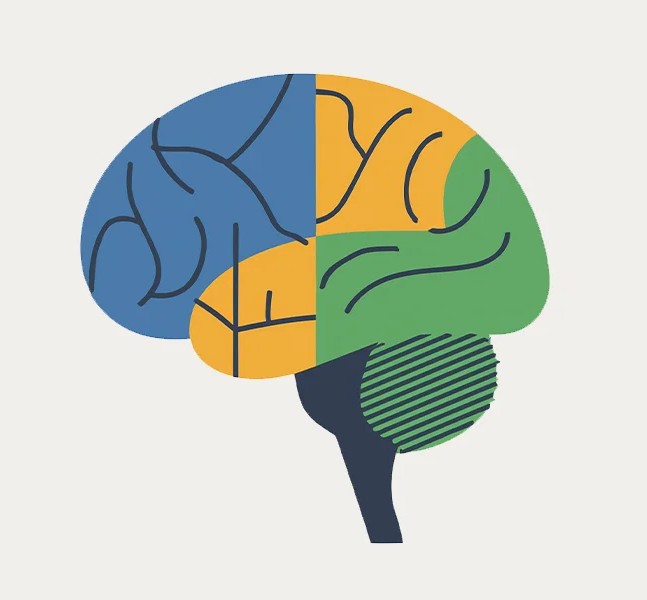 The brain